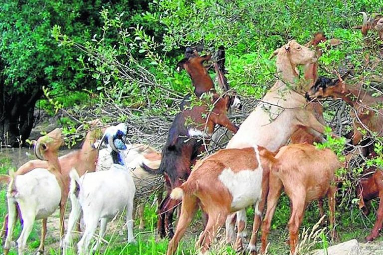 Lee más sobre el artículo El pastoreo bajo los árboles. Las cabras, los bosques, el Estado y el desierto