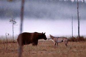 Lee más sobre el artículo El control popular y concejil de las poblaciones de lobo y oso